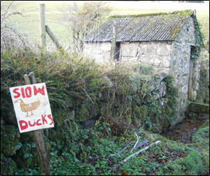 Slow Ducks Sign